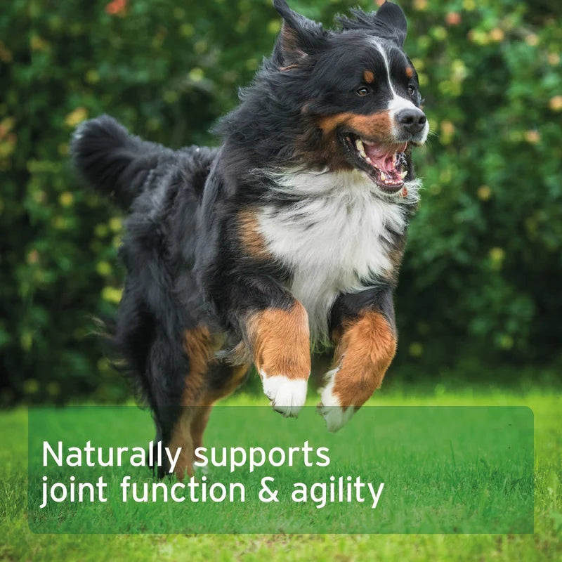 A Bernese mountain dog running and jumping on green grass with a blurred garden background, overlaid with the text 'Naturally supports joint function & agility'.