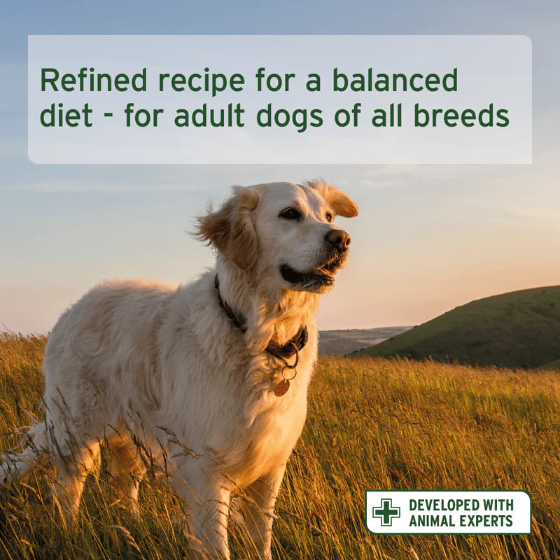 Dog standing in a field with text about a balanced diet for adult dogs of all breeds.