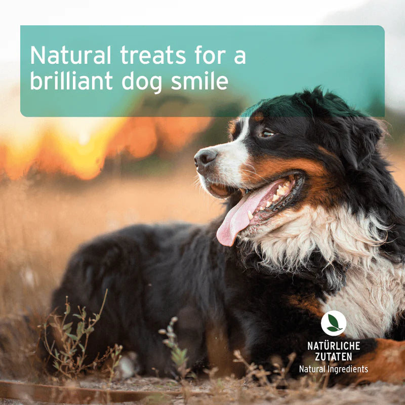 Dog with a happy expression in a natural setting, promoting natural dog treats.