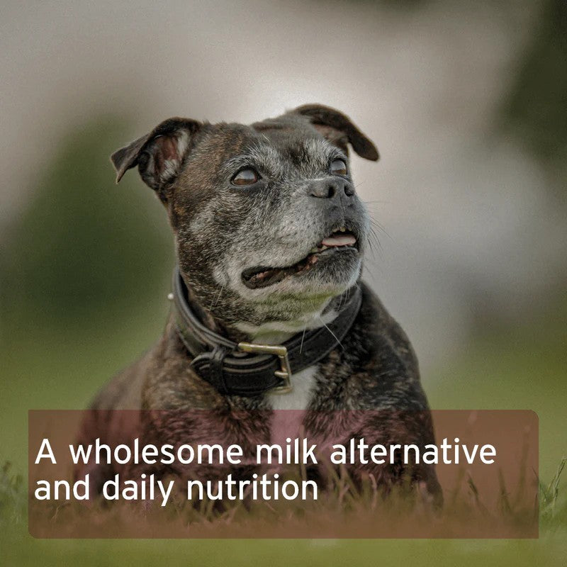 A close-up photo of a brown and white dog wearing a black collar, with a text banner at the bottom that reads 'A wholesome milk alternative and daily nutrition'.