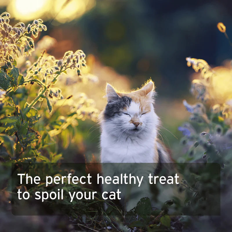 Cat sitting in a garden with text overlay about a healthy treat for cats
