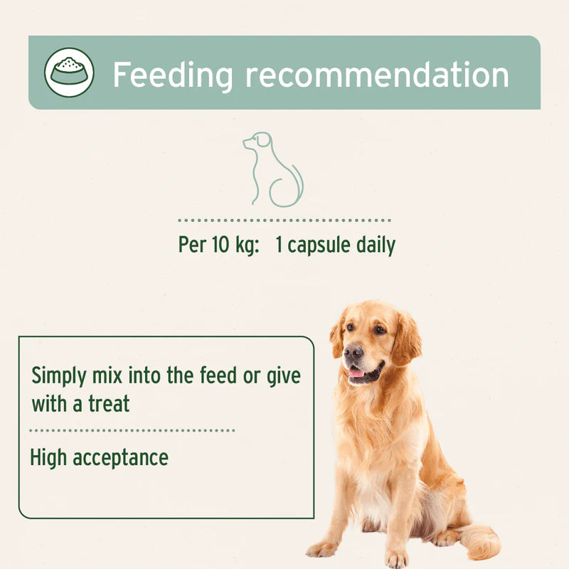 AniForte green lipped mussel capsules guidelines