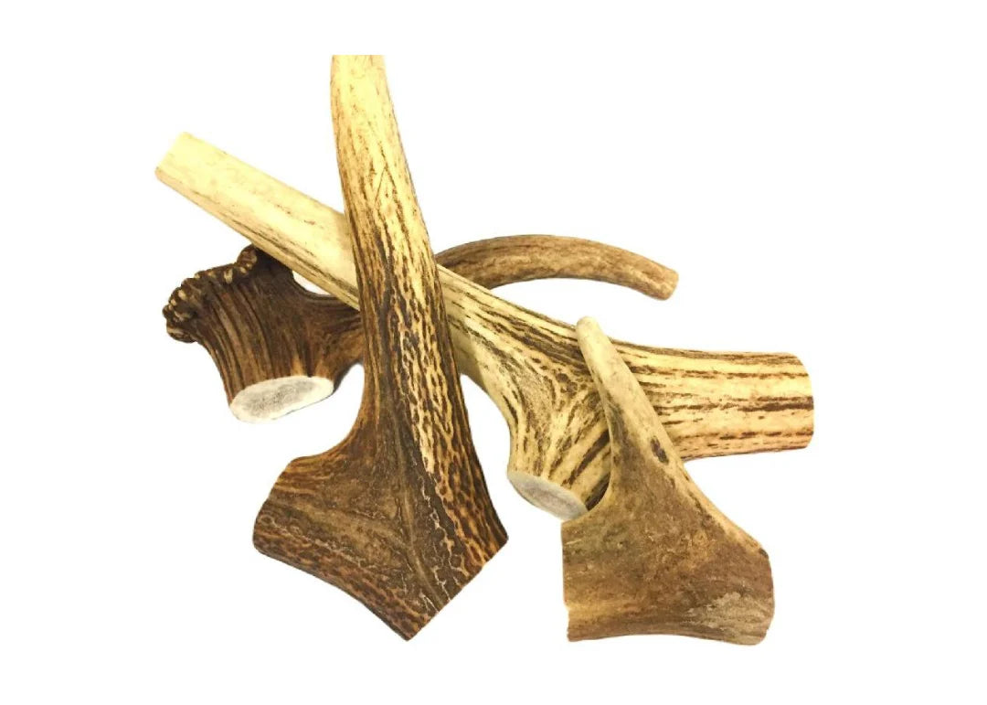 Nova Antler