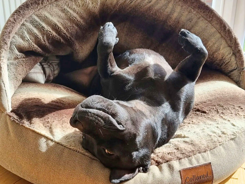 Staffy on a beige dog cave bed