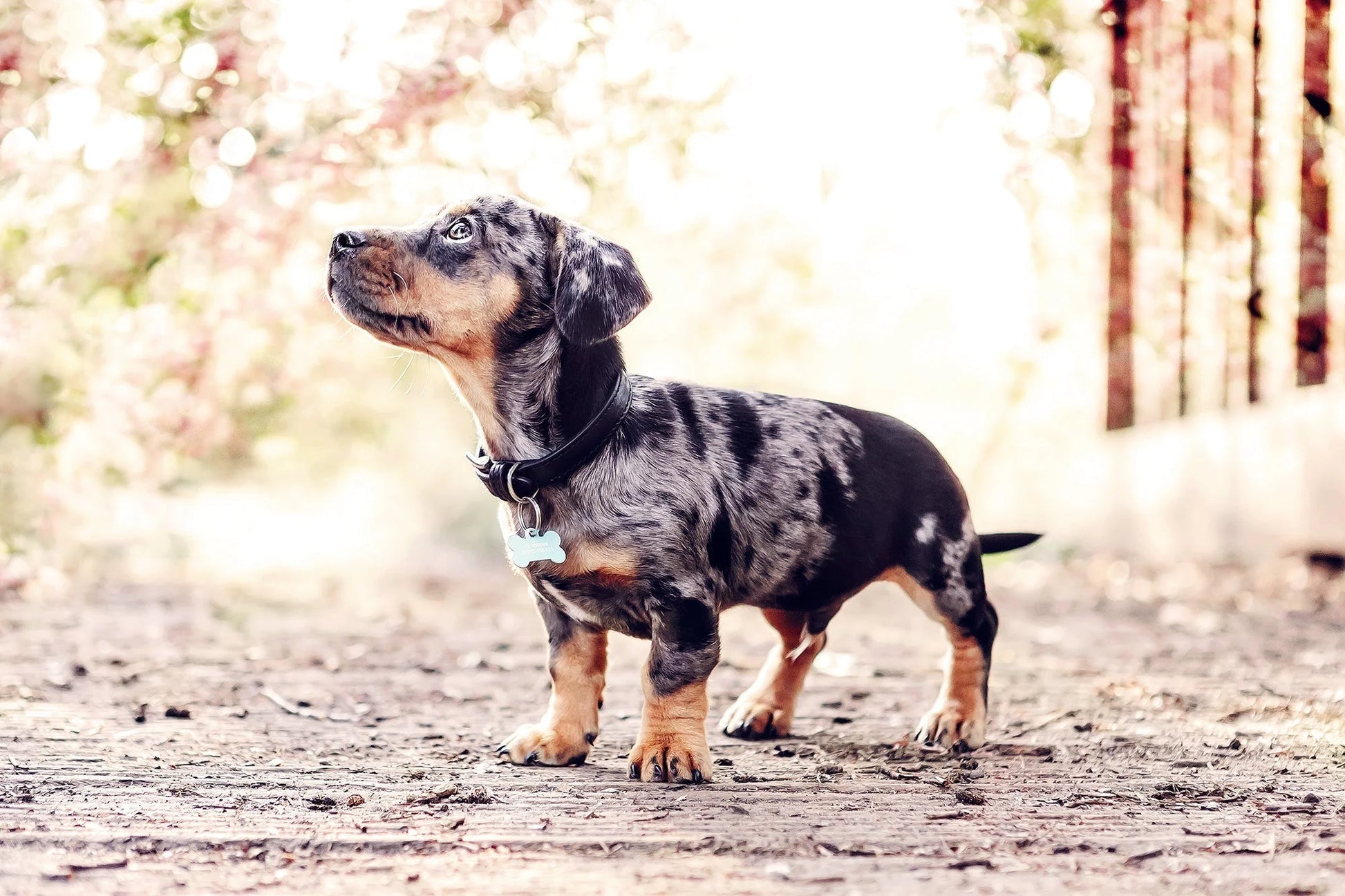 Dapple-colored dachshund standing on a path with a blurred natural background