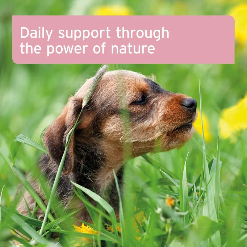 Dog in a grassy field with a pink banner and text overlay