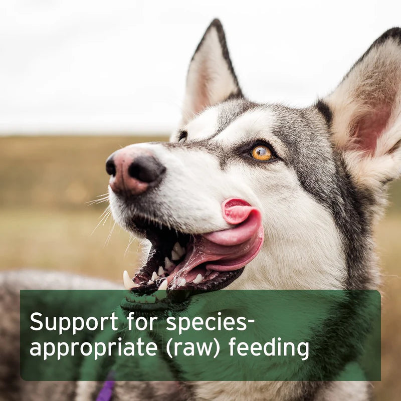 Dog with an open mouth, tongue out, against a blurred natural background with text 'Support for species-appropriate (raw) feeding'.