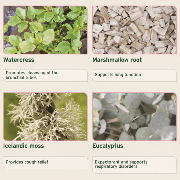 Aniforte bronchial herbs blend