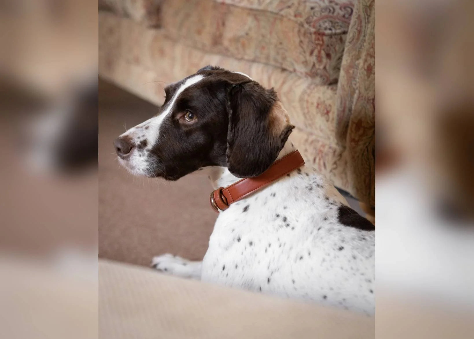 Dog with a brown collar sitting on a patterned couch