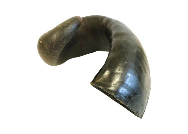 Buffalo Horn Large