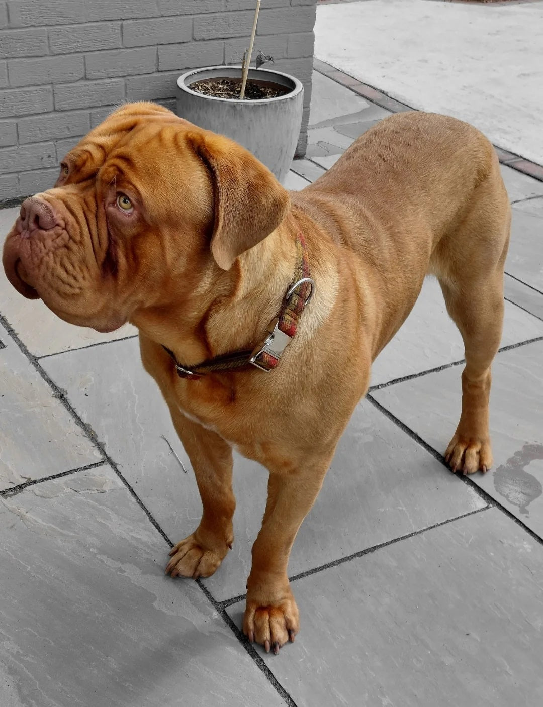 Big Dog Collar Extra Wide for Dog De Bordeaux