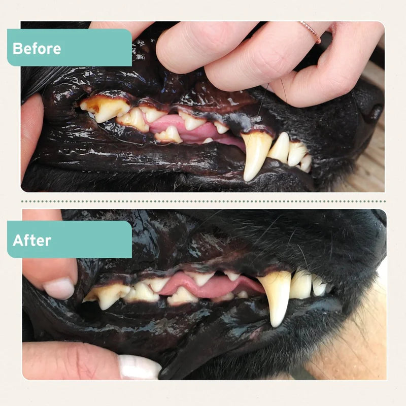 Aniforte dental powder results
