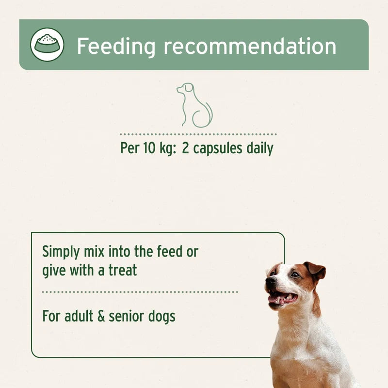 Feeding recommendation graphic for dog supplements, showing a green header with the text 'Feeding recommendation' and a dog illustration above dosage instructions. The text reads 'Per 10 kg: 2 capsules daily' and 'Simply mix into the feed or give with a treat' for 'adult & senior dogs.