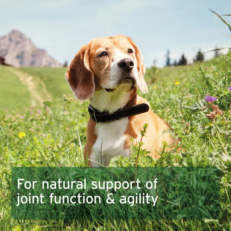 A brown and white beagle dog sitting in a grassy field with mountains in the background, wearing a black collar. A green text banner at the bottom reads 'For natural support of joint function & agility'.