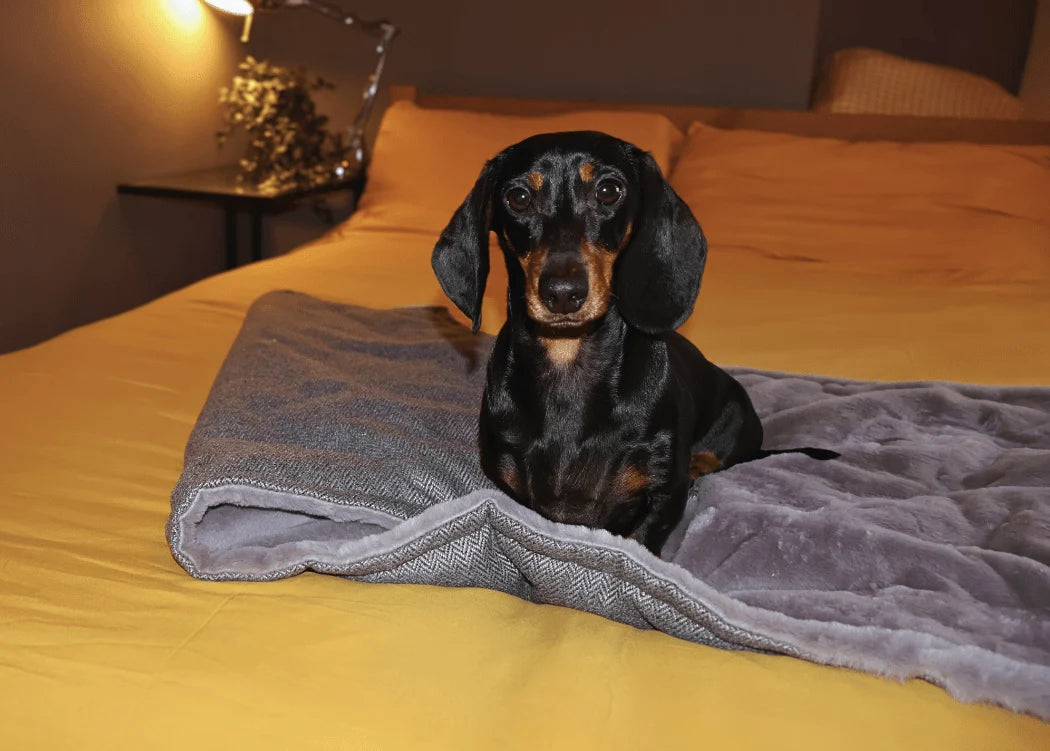 Dachshund  Lying on a Ralph & Co Balmoral Grey Tweed Dog Blanket with Reversible Faux Fur Lining