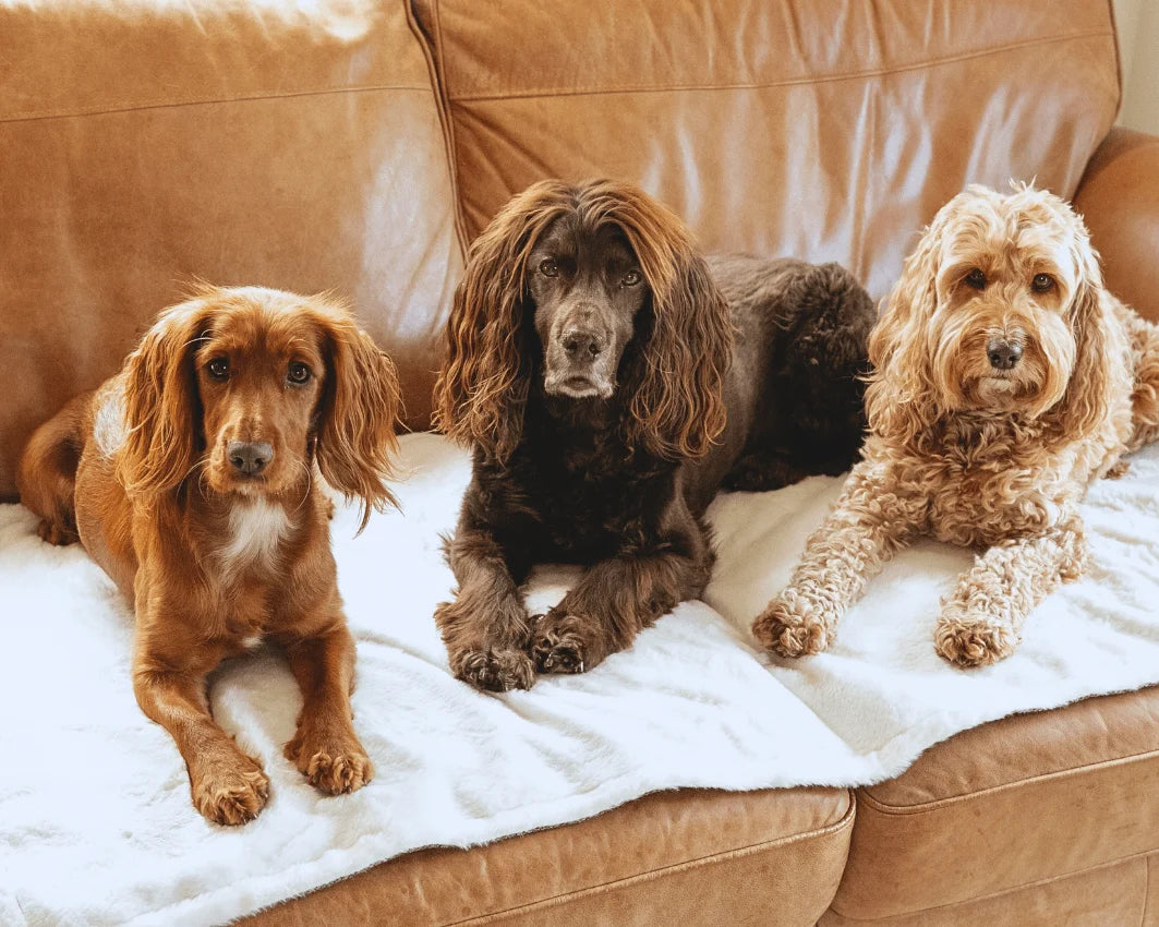 Three dogs sitting on a brown couch with a white blanket