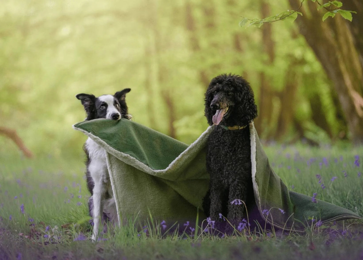 Two dogs sitting under a green blanket in a field with trees and flowers in the background