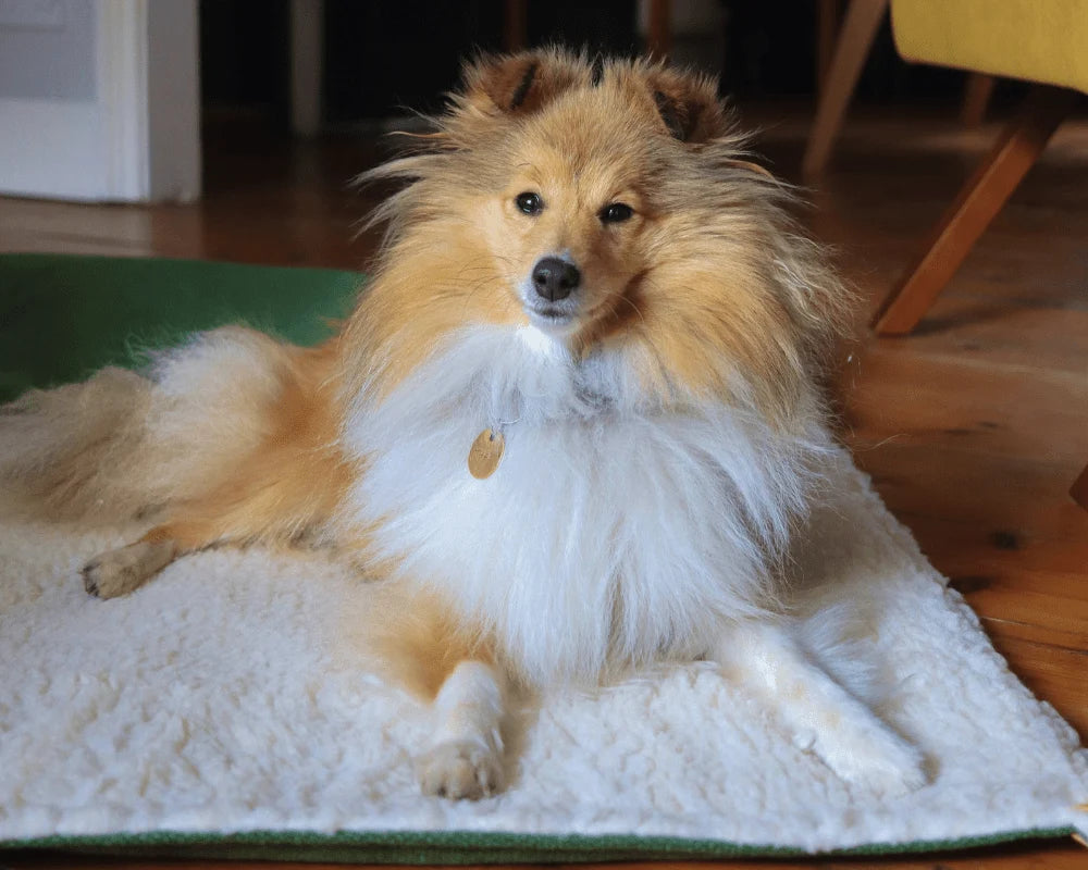 Dog lying on a fluffy blanket indoors