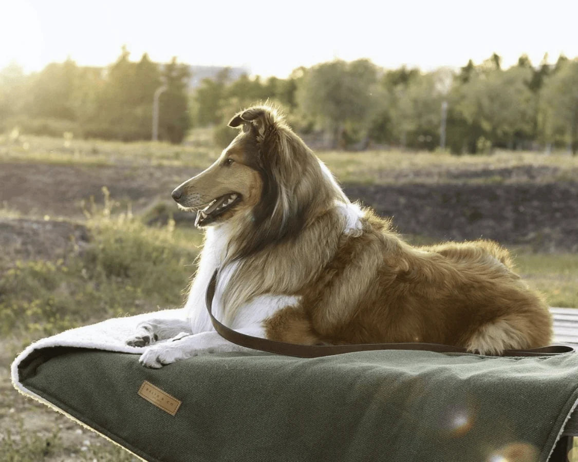 Dog lying on a green blanket in a natural setting with trees in the background