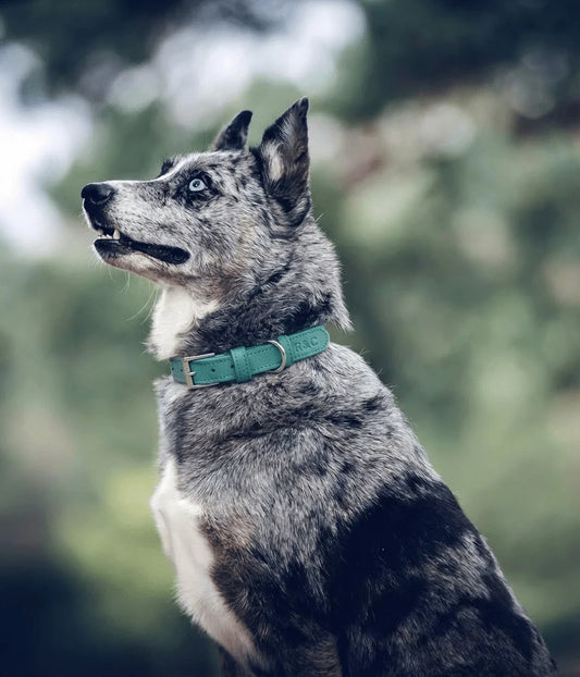 A marled grey and black Collie dog wearing a teal green collar with silver hardware, photographed outdoors against a soft, blurred green background.