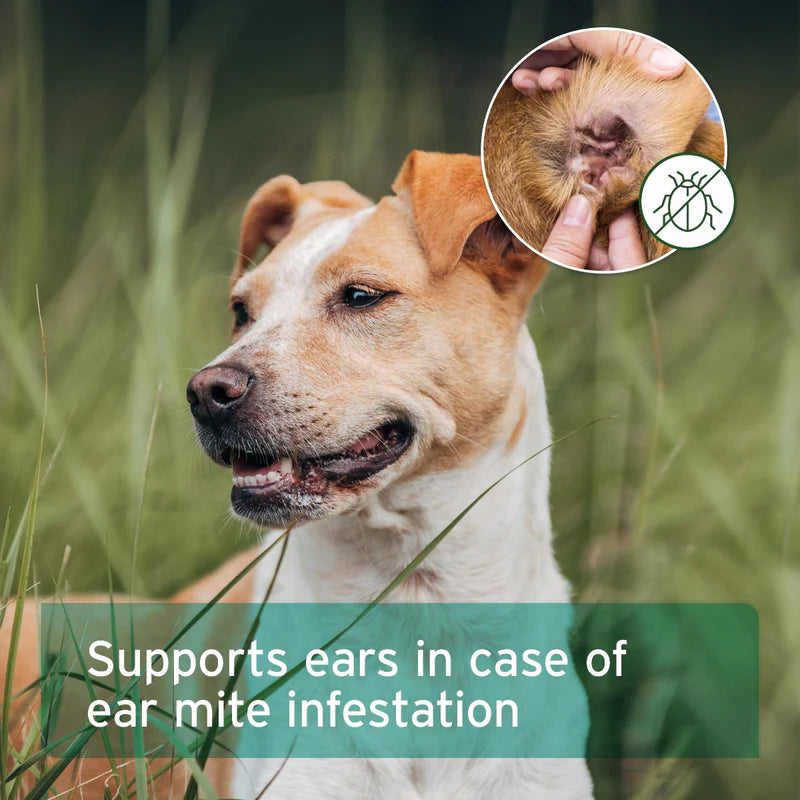 Dog with ear mite infestation shown, with text indicating support for ear mite infestations.