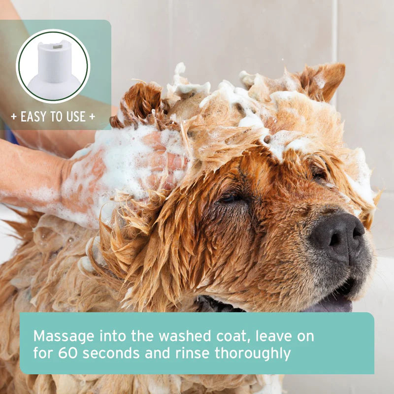 Dog being bathed in sensitive shampoo