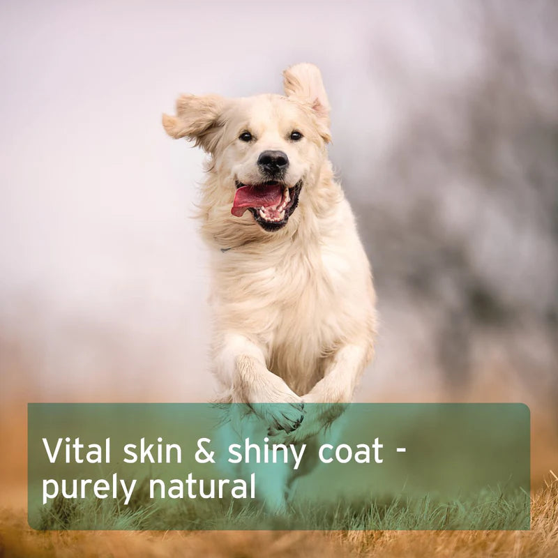 Happy dog with a blurred natural background and text about skin and coat health.