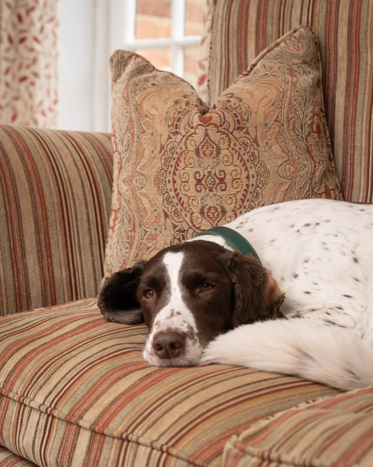 Springer Spaniel with a bottle green collar lying on a striped sofa with patterned cushions