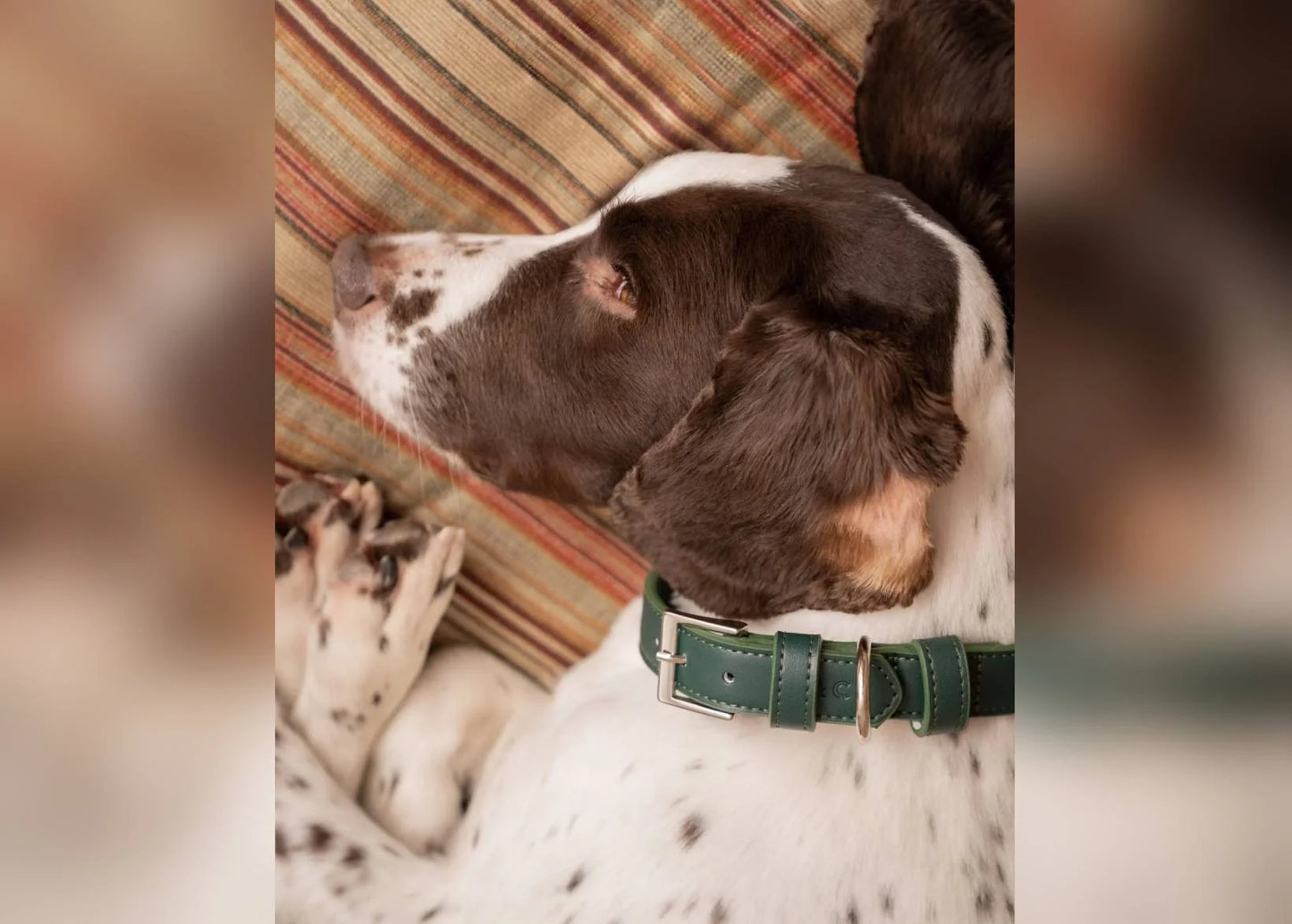 A close-up lifestyle shot of a brown and white dog wearing a dark green leather collar with silver hardware, lying on a striped cushion.