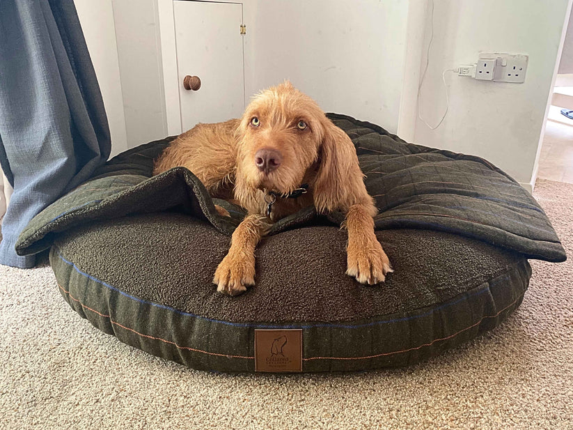 Vizla with a tweed cave dog bed