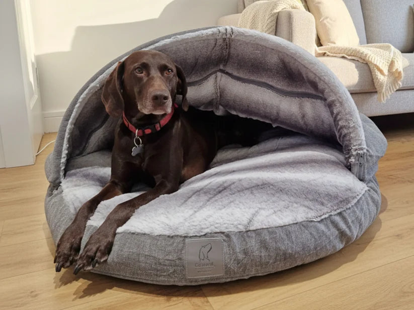 Pointer in a Grey Dog Cave Bed by Collared Creatures