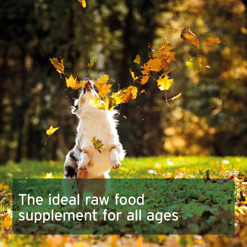 Dog playing with autumn leaves in a forest with text overlay about raw food supplement.