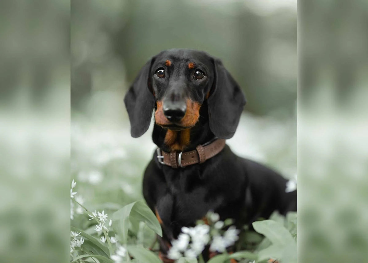 A black and tan dachshund wearing a brown collar, sitting in a field of white flowers with a soft-focus green background.