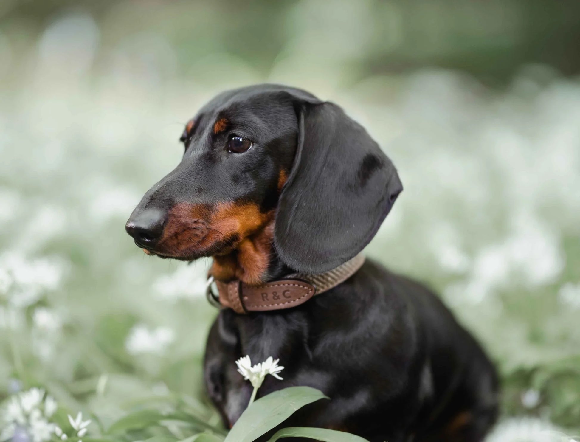 A black and tan dachshund wearing a brown woven collar, sitting in a field of white flowers with a soft green background.