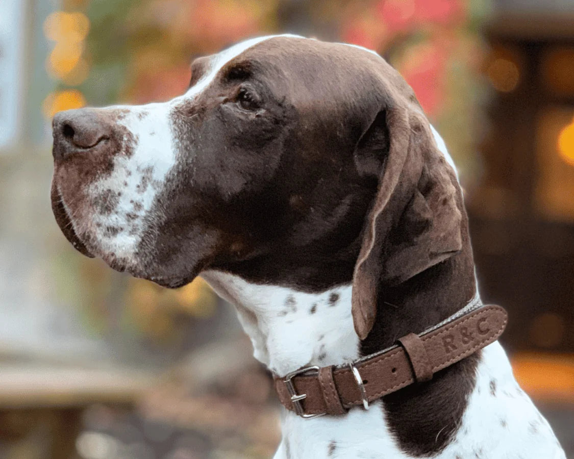 Pointer wearing leather and tweed collarr