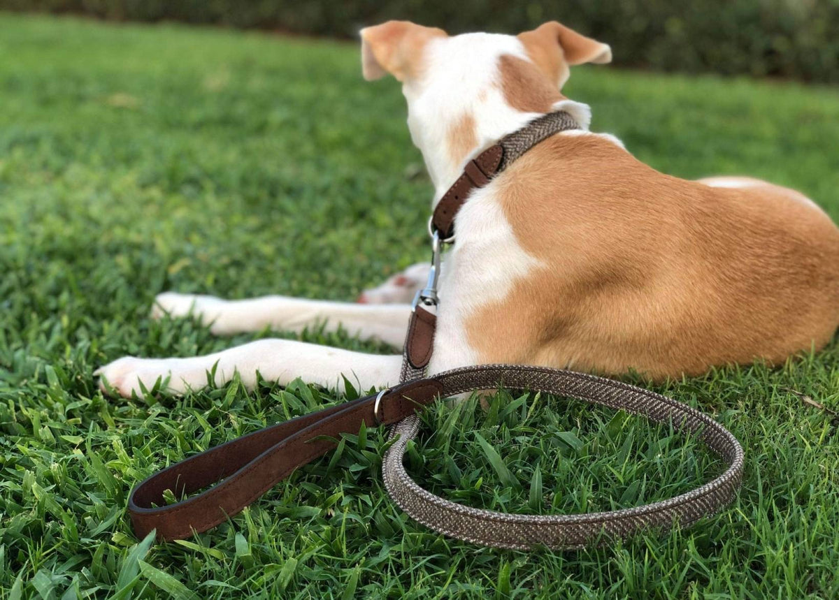 Luxury Tweed & Leather Dog Lead | Ralph & Co