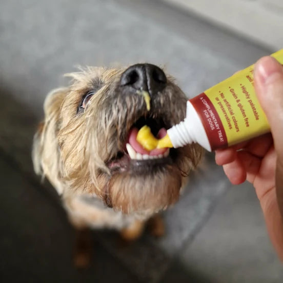 Dog being given a pill or supplement with a tube by a person, using JR Cheese Paste for Dogs 75g | Grain Free Dog Treat