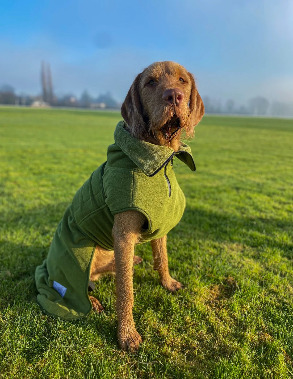 Toweling drying coat for dogs