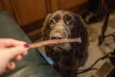 JR Pure Turkey Sticks for Dogs | 100% Natural Grain-Free & Chicken Free Hypoallergenic Dog Treats