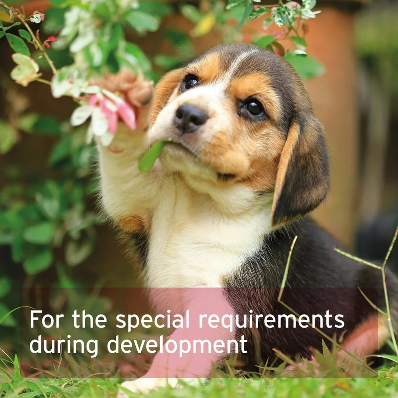 Puppy in a garden with text overlay about special requirements during development