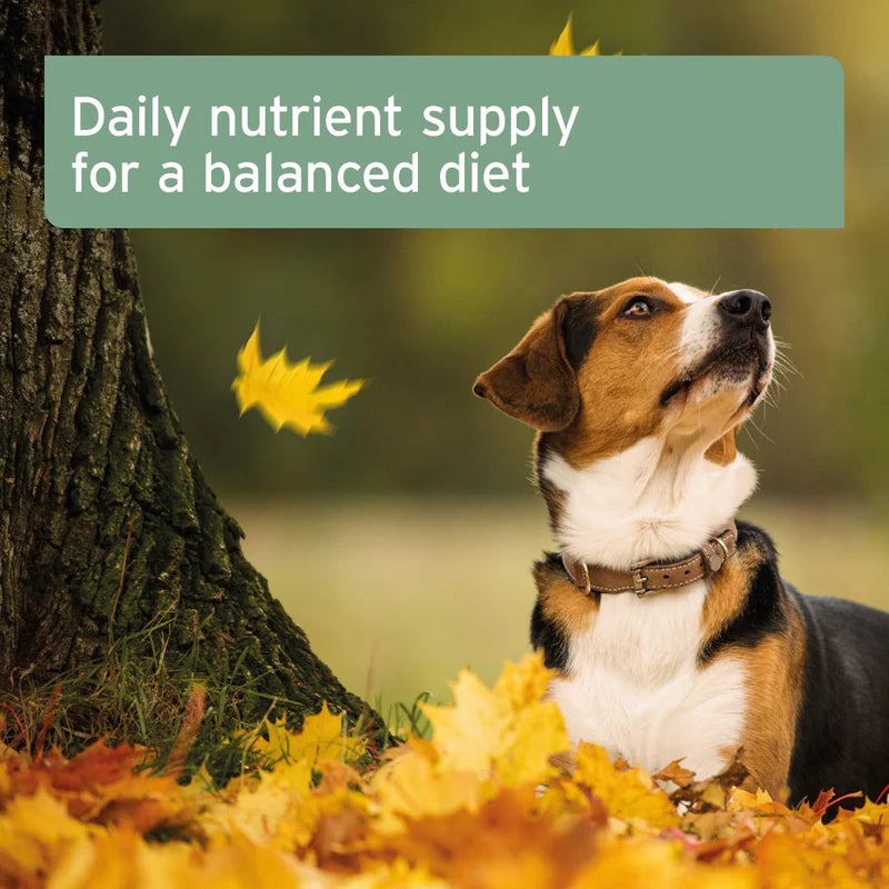 Dog in a forest with autumn leaves and text about daily nutrient supply.