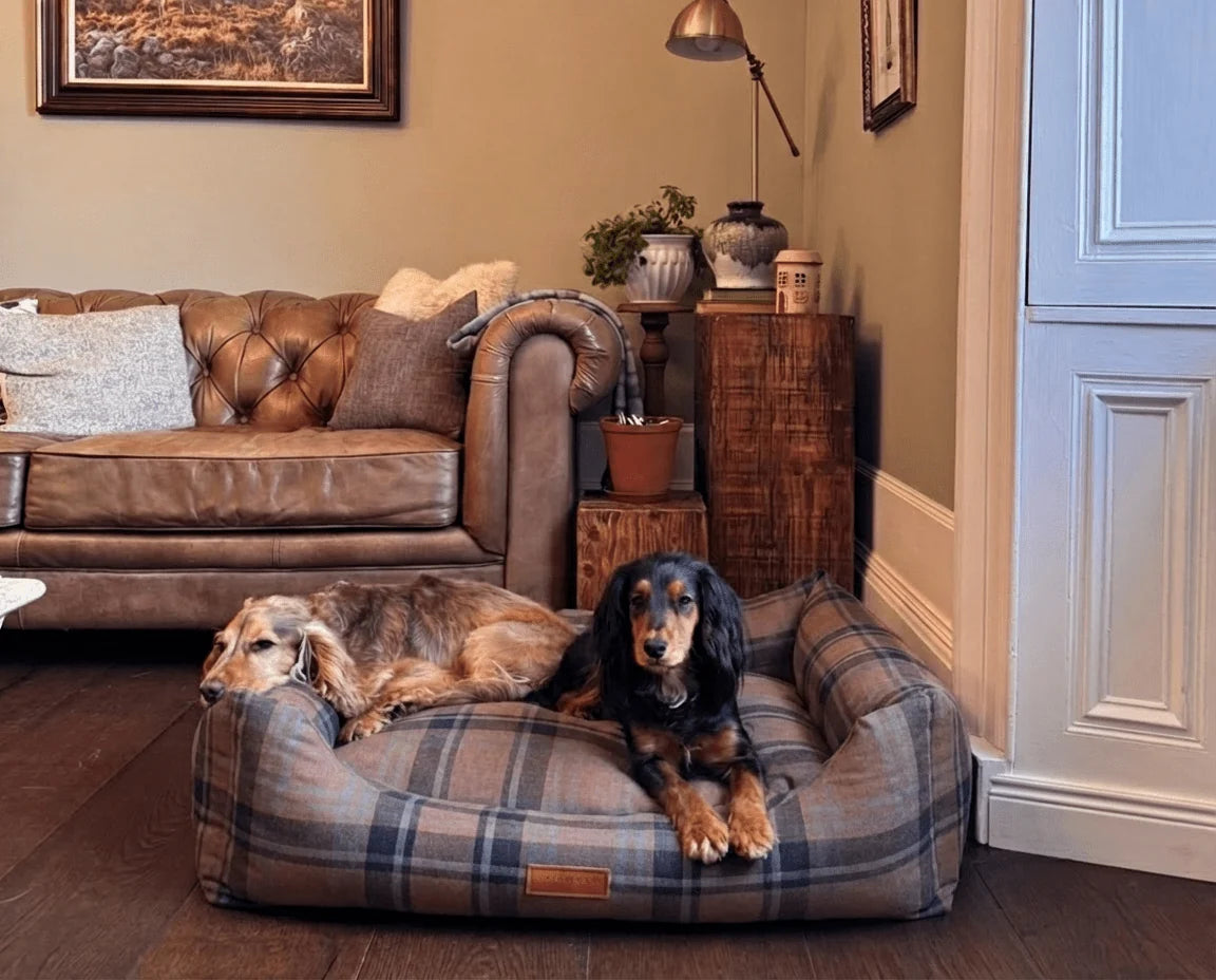 Two dogs on a Tartan dog bed in a living room setting.