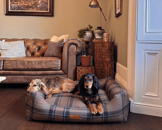 Two dogs on a Tartan dog bed in a living room setting.