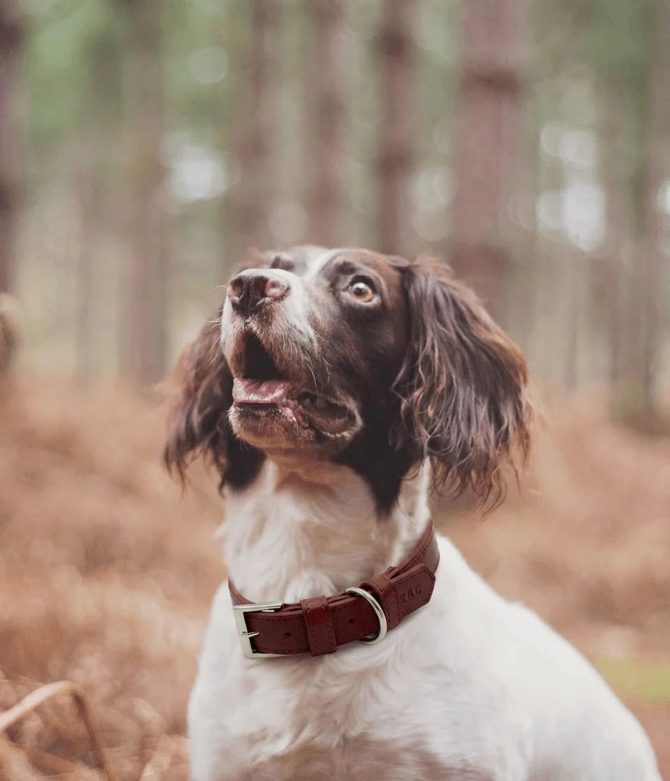 Dog with a brown collar in a forest setting