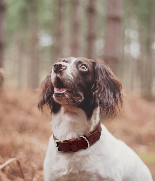 Dog with a brown collar in a forest setting
