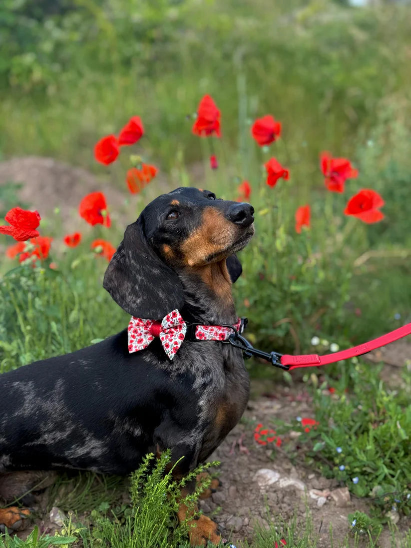 aDoraBle Pooch painted poppies dog collar example