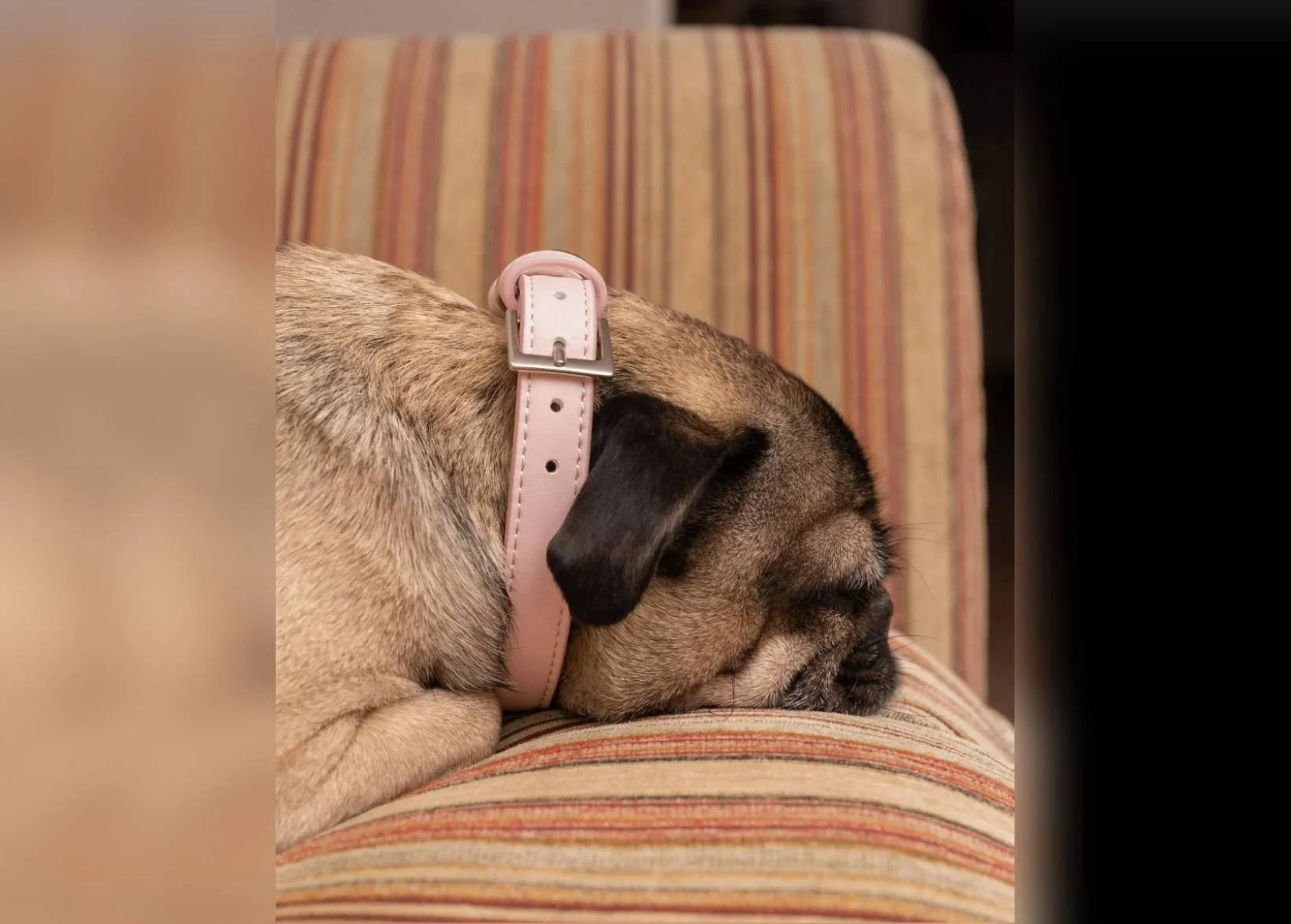 A tan and black dog, pug, resting on a striped armchair, wearing a light pink vegan leather collar with a silver buckle.