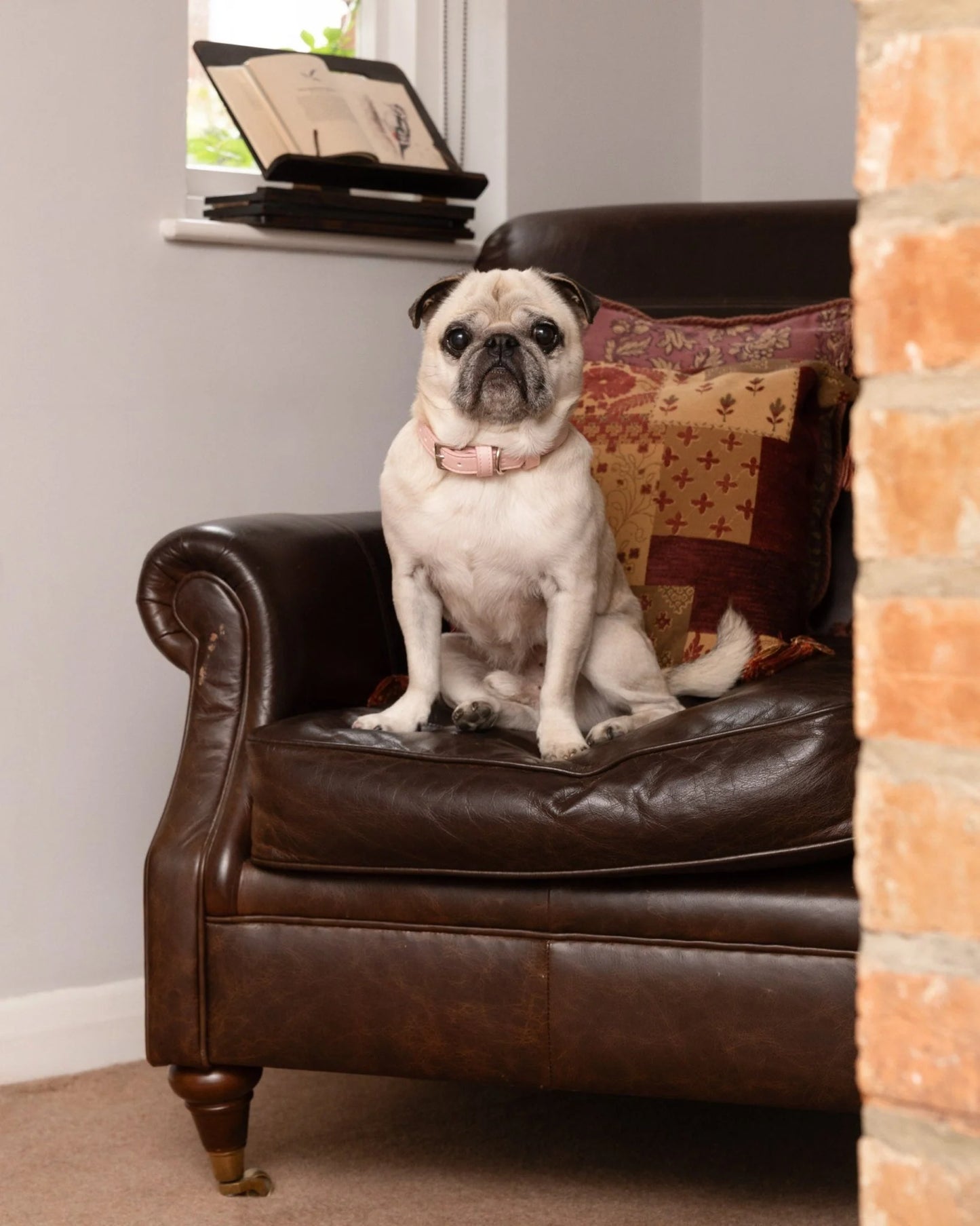 A pug dog wearing a pink collar sits on a dark brown leather armchair in a home setting, with a brick column on the right and a window in the background.