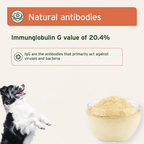 Aniforte colostrum powder medicinal properties