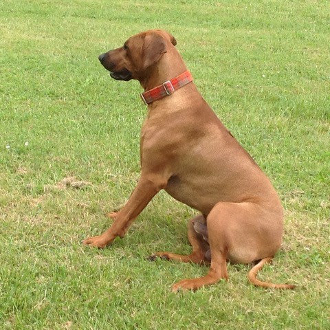 38mm tweed dog collars for large and giant breed dogs